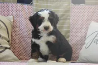 Zowey, a male Miniature Bernedoodle for sale in Stevensville, MT – 1 of 5