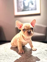 Frenchie, a male French Bulldog for sale in Casa Grande, AZ – Photo 2 of 2