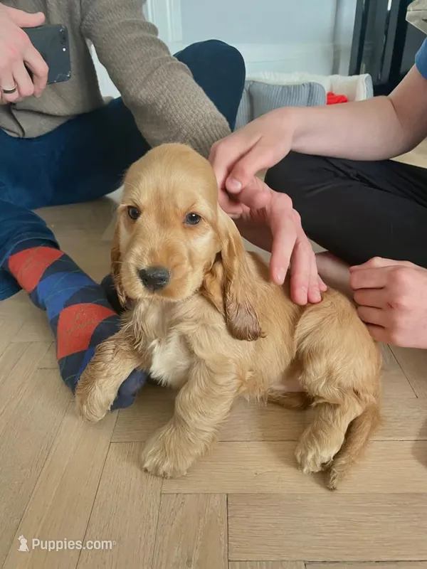 Molly – Cocker Spaniel puppy for sale in Illinois City, IL