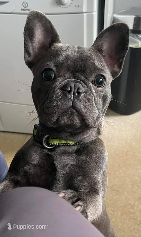 Bella – French Bulldog puppy for sale in Illinois City, IL