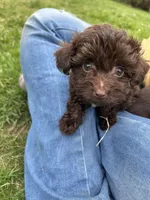 Rolo, a female Havapoo for sale in Ware, MA – Photo 3 of 6