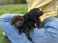 Rolo, a female Havapoo for sale in Ware, MA – Photo 4 of 6