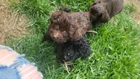 Rolo, a female Havapoo for sale in Ware, MA – Photo 5 of 6