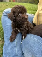 Rolo, a female Havapoo for sale in Ware, MA – Photo 2 of 6