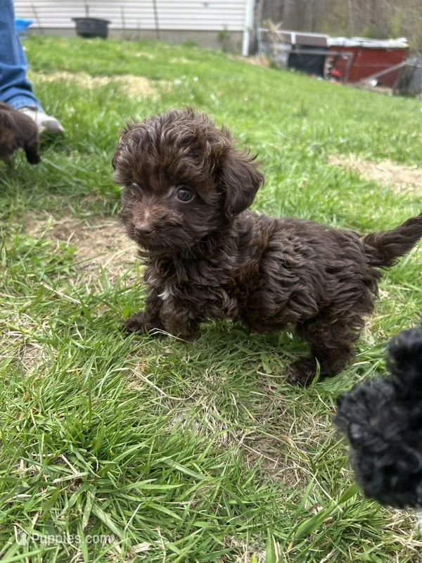 Rolo – Havapoo puppy for sale in Ware, MA