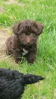Rolo, a female Havapoo for sale in Ware, MA – Photo 6 of 6