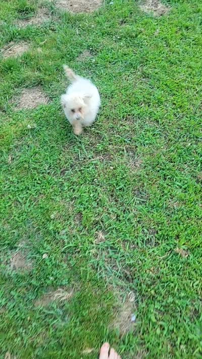 Koda, a male Poodle - Toy  for sale in Ware, MA – 2 of 2
