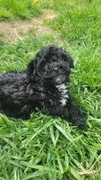 Fynn, a male Havapoo for sale in Ware, MA – 4 of 8