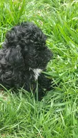 Fynn, a male Havapoo for sale in Ware, MA – 8 of 8