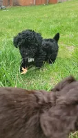 Fynn, a male Havapoo for sale in Ware, MA – 3 of 8