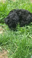 Fynn, a male Havapoo for sale in Ware, MA – 6 of 8