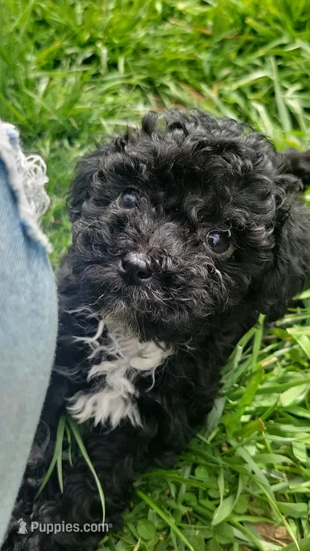 Fynn – Havapoo puppy for sale in Ware, MA