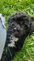 Fynn, a male Havapoo for sale in Ware, MA – 1 of 8