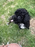 Fynn, a male Havapoo for sale in Ware, MA – 2 of 8
