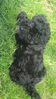 Fynn, a male Havapoo for sale in Ware, MA – 5 of 8