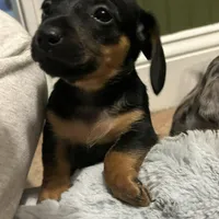 Gidion, a male Miniature Dachshund for sale in Ware, MA – Photo 4 of 5