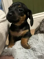 Gidion, a male Miniature Dachshund for sale in Ware, MA – Photo 4 of 4