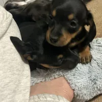 Gidion, a male Miniature Dachshund for sale in Ware, MA – Photo 2 of 5