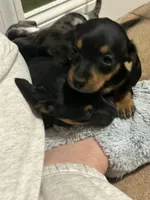 Gidion, a male Miniature Dachshund for sale in Ware, MA – Photo 2 of 4