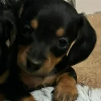 Gidion, a male Miniature Dachshund for sale in Ware, MA – Photo 3 of 5