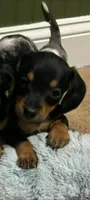 Gidion, a male Miniature Dachshund for sale in Ware, MA – Photo 1 of 4