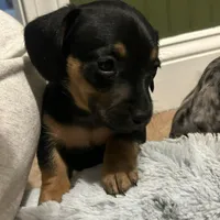 Gidion, a male Miniature Dachshund for sale in Ware, MA – Photo 5 of 5