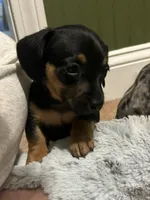 Gidion, a male Miniature Dachshund for sale in Ware, MA – Photo 3 of 4