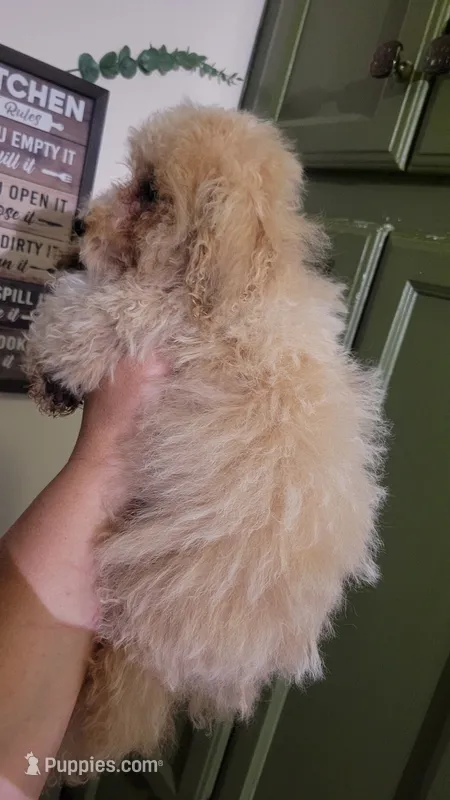 Koda – Poodle - Toy  puppy for sale in Ware, MA