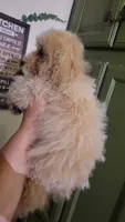 Koda, a male Poodle - Toy  for sale in Ware, MA – 1 of 2