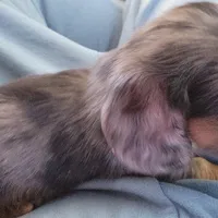 Koda, a male Miniature Dachshund for sale in Ware, MA – Photo 3 of 5