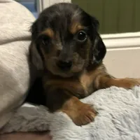 Koda, a male Miniature Dachshund for sale in Ware, MA – Photo 5 of 5