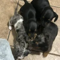 Koda, a male Miniature Dachshund for sale in Ware, MA – Photo 4 of 5