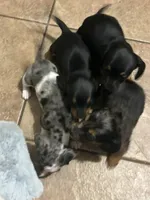 Koda, a male Miniature Dachshund for sale in Ware, MA – Photo 4 of 5