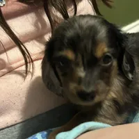 Koda, a male Miniature Dachshund for sale in Ware, MA – Photo 2 of 5