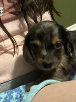Koda, a male Miniature Dachshund for sale in Ware, MA – Photo 2 of 5