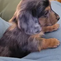 Koda, a male Miniature Dachshund for sale in Ware, MA – Photo 1 of 5