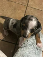 Moxie, a male Miniature Dachshund for sale in Ware, MA – Photo 3 of 6