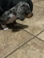 Moxie, a male Miniature Dachshund for sale in Ware, MA – Photo 2 of 6