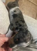 Moxie, a male Miniature Dachshund for sale in Ware, MA – Photo 5 of 6