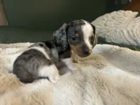 Moxie, a male Miniature Dachshund for sale in Ware, MA – Photo 4 of 6