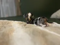 Moxie, a male Miniature Dachshund for sale in Ware, MA – Photo 6 of 6