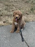 F1B MINI Goldendoodle (Tiger), a male Miniature Goldendoodle for sale in Hillsboro, OR – 3 of 3