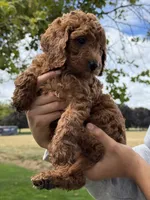 F1B Miniature GoldenDoodle Puppies, a female Miniature Goldendoodle for sale in Hillsboro, OR – 2 of 3
