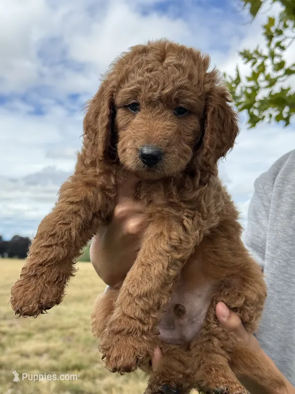 F1B MINI Goldendoodle (Tiger) – Miniature Goldendoodle puppy for sale in Hillsboro, OR