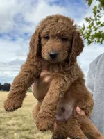 F1B MINI Goldendoodle (Tiger), a male Miniature Goldendoodle for sale in Hillsboro, OR – 1 of 3