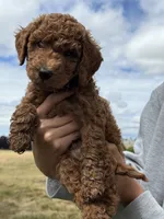 F1B Miniature GoldenDoodle Puppies, a female Miniature Goldendoodle for sale in Hillsboro, OR – 1 of 3