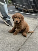 F1B Miniature GoldenDoodle Puppies, a female Miniature Goldendoodle for sale in Hillsboro, OR – 3 of 3