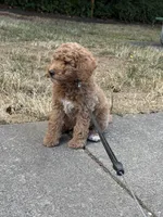 F1B MINI Goldendoodle (Tiger), a male Miniature Goldendoodle for sale in Hillsboro, OR – 2 of 3