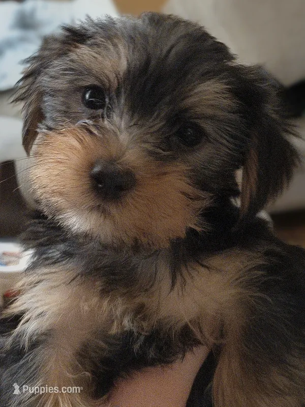 Unspecified – Yorkshire Terrier puppy for sale in Winston-Salem, NC