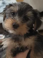 Unspecified, a female Yorkshire Terrier for sale in Winston-Salem, NC – 1 of 5
